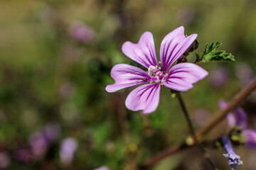 Fototapeta premium Close-Up of Malva Flower with Striped Petals in the Sun
