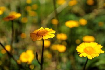 Close-Up of Yellow Daisy in Bloom with Soft Background