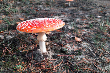 Fly Agaric red with white dots poisonous mushroom or toadstool in the forest. Large beautiful mushroom among fallen needles and leaves. Safe Mushroom picking. Country walk in nature.