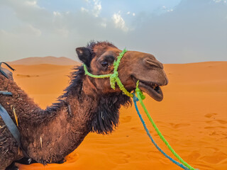 Camel head posing in the Sahara desert sand dunes in Merzouga, Morocco. Animal face, rest moment