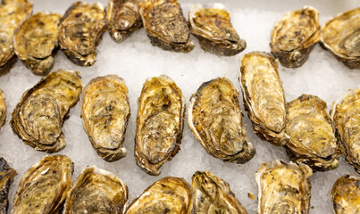 Fresh Oysters on the counter on ice in store. Oysters for sale at the seafood market. Aphrodisiac...