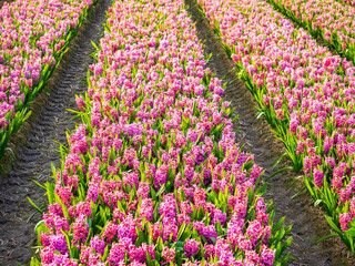 Beautiful flower fields in the Netherlands in springtime