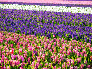 Beautiful flower fields in the Netherlands in springtime