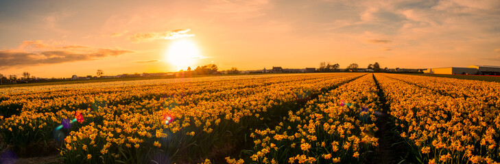 Beautiful flower fields in the Netherlands in springtime