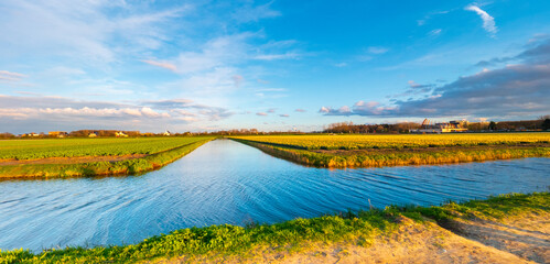 Fototapeta premium Beautiful flower fields in the Netherlands in springtime