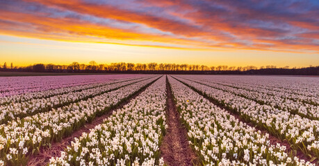 Beautiful flower fields in the Netherlands in springtime