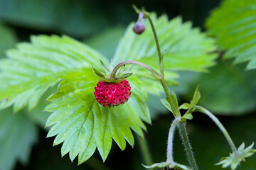 Single red alpine strawberry with leaves and bokeh background with copy space