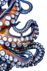 Close-up of octopus tentacles with suction cups.