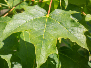 close up of green leaf