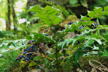 wild berry in the forest