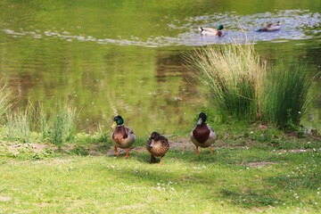 duck in the grass