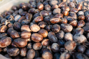 Sunlit Nutmeg Seeds Aromatic Harvest