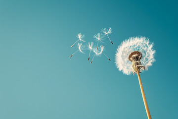 Dandelion with seeds blowing away under blue sky