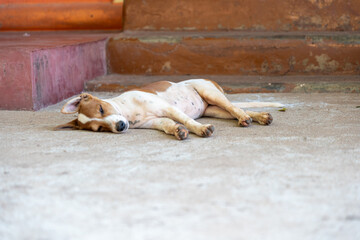 Urban Tranquility Street Dog Rests Peacefully