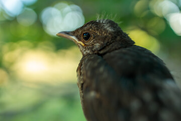 Portrait of a Blackbird Chick