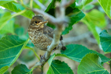 One-Week-Old Blackbird Chick in Fig Tree
