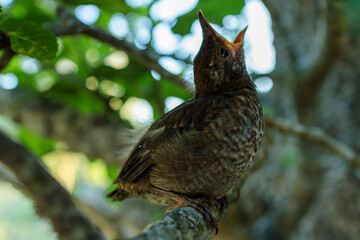 One-Week-Old Blackbird Chick in Fig Tree
