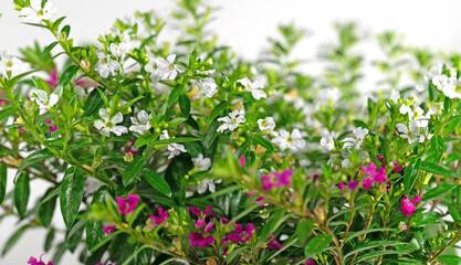 Blühende Japanische Scheinmyrthe, Cuphea hyssopifolia