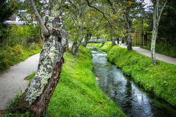 Fototapeta premium river, path, oshino hakkai, village, japan, footbridge, walk