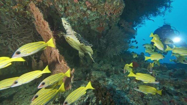 Scuba diver swimming with turtle and yellowtail snapper fish schoal in underwater cave. Man with flashlight exploring marine animals in undersea coral reef tunnel