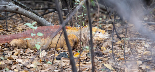 Large yellow and red iguana waking through the undergrowth