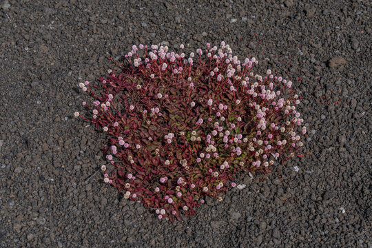 Persicaria capitata, pink-headed persicaria, pinkhead smartweed, pink knotweed, Japanese knotweed, pink bubble persicaria, Hawaii Volcanoes National Park, Kilauea Volcano Plant, cinder cone, Puʻupuaʻi