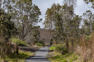 Devastation Trail, cinder cone, Puʻupuaʻi, Hawaii Volcanoes National Park, Kilauea Volcano Plant, Metrosideros polymorpha, the ʻōhiʻa lehua, is a species of flowering evergreen tree in the myrtle 