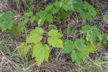 Fototapeta premium Eriocapitella japonica is a species of flowering plant in the buttercup family Ranunculaceae. Hawaii Volcanoes National Park, Kilauea Volcano Plant