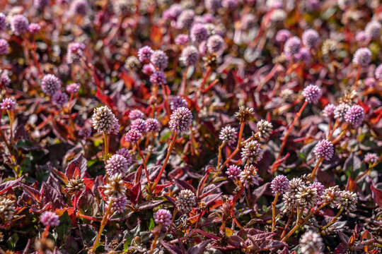 Persicaria capitata, pink-headed persicaria, pinkhead smartweed, pink knotweed, Japanese knotweed, pink bubble persicaria, Hawaii Volcanoes National Park, Kilauea Volcano Plant, cinder cone, Puʻupuaʻi