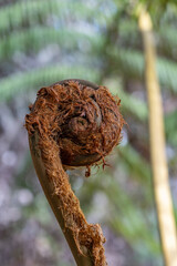 Cibotium glaucum, the hāpu‘u pulu, is a species of fern in the family Cyatheaceae, native to Hawaii. tree fern. Hawaii Volcanoes National Park, Kilauea Volcano Plant