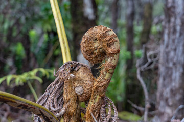 Cibotium glaucum, the hāpu‘u pulu, is a species of fern in the family Cyatheaceae, native to Hawaii. tree fern. Hawaii Volcanoes National Park, Kilauea Volcano Plant