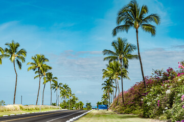 Fototapeta premium Keahole Airport Rd, Kona International Airport. The coconut tree (Cocos nucifera) is a member of the palm tree family (Arecaceae) . Hualālai is an active volcano 