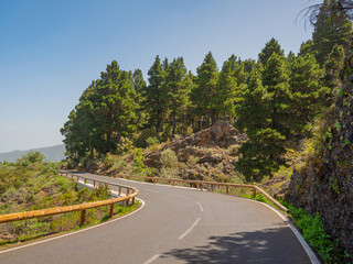 pine, green forest, lit by the golden sun, island of Tenerife against blue sky