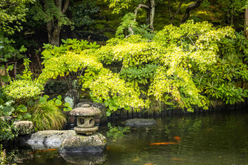 Obraz premium japanese garden, pond, kois, hasedera temple, hase-dera, kamakura, tree, japan, buddhist temple