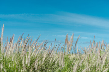 Cenchrus setaceus, commonly known as crimson fountaingrass, is a C4 perennial bunch grass, Keahole...