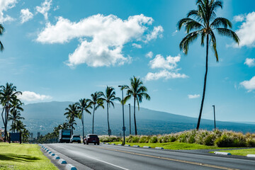 Fototapeta premium Keahole Airport Rd, Kona International Airport. The coconut tree (Cocos nucifera) is a member of the palm tree family (Arecaceae) . Hualālai is an active volcano 