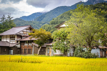 Fototapeta premium traditional japanese houses in shirakawago, gifu prefecture, japan, thatched roofs, triangle, wooden, rice paddies, rice
