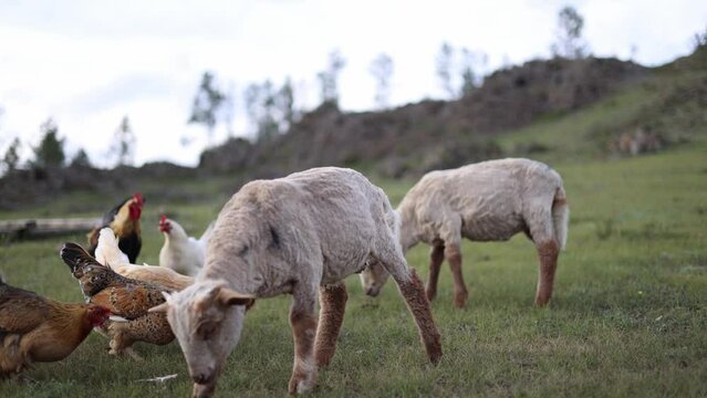 Cute sheep and chickens on a green hill in the countryside. Animal husbandry, environment, vegan activism, animal rights concept. Animal portrait.