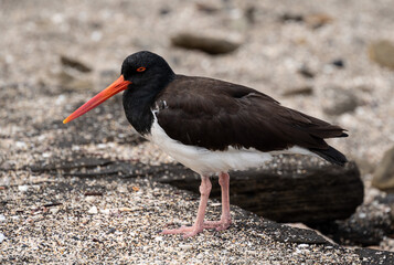 Oystercatcher on a sandy beach in side profile