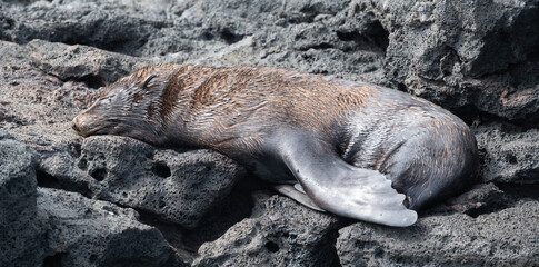 Obraz premium Fur seal relaxing on a rocky shore with flippers wrapping around its tail