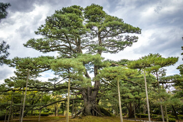 Obraz premium pond in the park, kenrokuen, kenroku-en, kanazawa, japan, three great gardens, japanese garden, zen garden