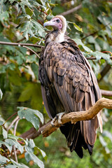 Hooded Vulture (Necrosyrtes monachus) - Commonly Found in Sub-Saharan Africa.