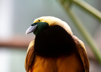 Raggiana Bird-of-Paradise (Paradisaea raggiana) - Commonly Found in New Guinea
