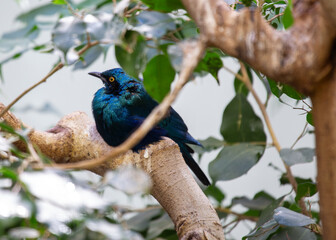 Greater Blue-eared Glossy Starling (Lamprotornis chalybaeus) - Commonly Found in Sub-Saharan Africa