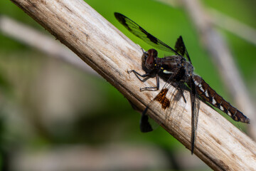 wasp on a leaf