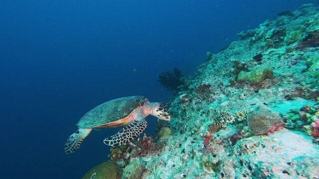 Sea turtle eating coral underwater side view. Marine animal searching for food in blue water. Scuba diving, ocean wildlife exploration