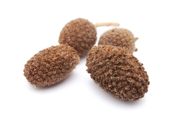 Closeup of East Indian Globe Thistle or 'Indian Sphaeranthus' or 'Gorakhmundi' (Sphaeranthus indicus) dry fruits, isolated on a white background.	