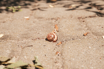 snail panzer lying on pavement tiles with space for text creativity