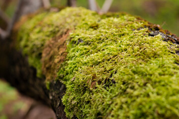 Сlose-up photo of a mossy tree branch in a forest