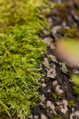 Сlose-up photo of a mossy tree branch in a forest